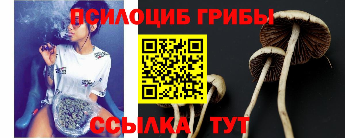 Туапсе  Галлюциногенные грибы Psilocybine cubensis  Вход с VPN 